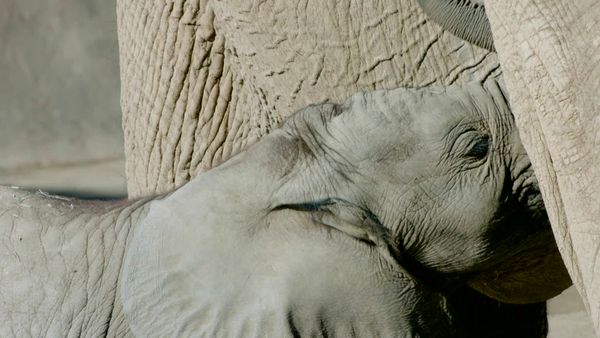 Walking Wild - Episode 20