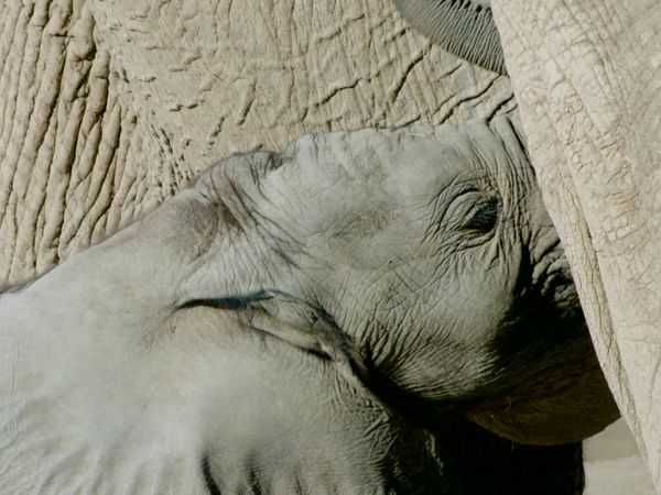 Walking Wild - Episode 20