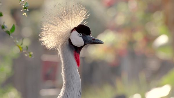 Walking Wild - Episode 21