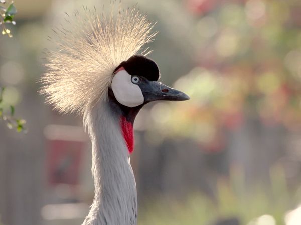 Walking Wild - Episode 21