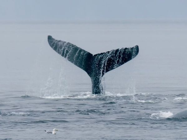Sea Hunters - Humpback Gang