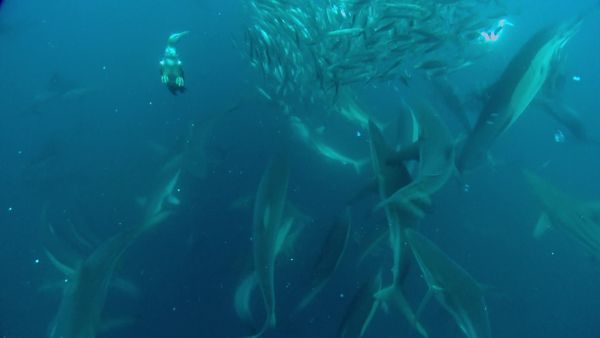 Sea Hunters - Dolphins and Gannets