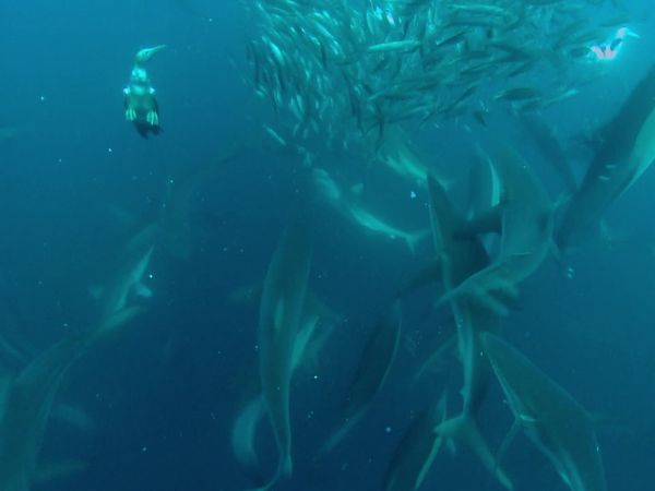 Sea Hunters - Dolphins and Gannets