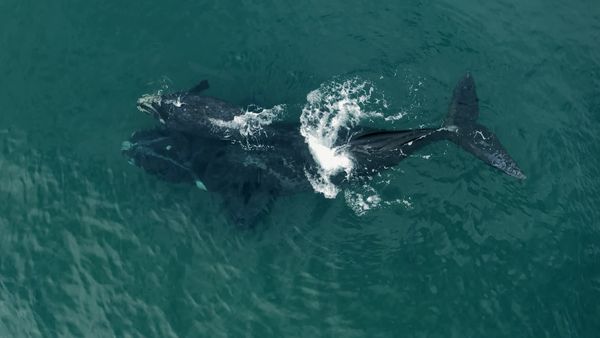 Sea Hunters - Whales vs. Gulls