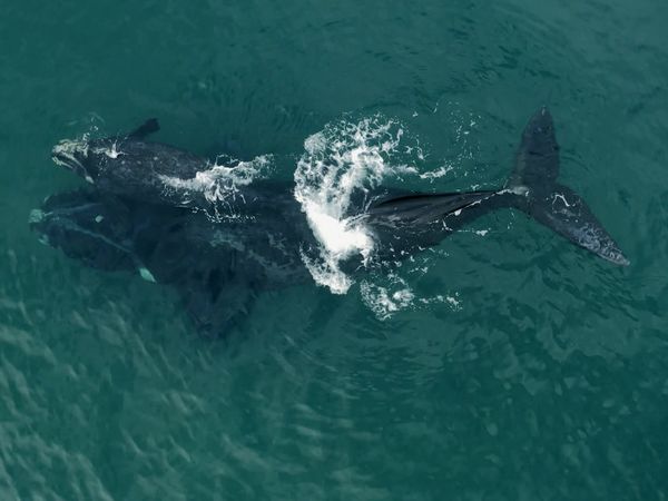 Sea Hunters - Whales vs. Gulls