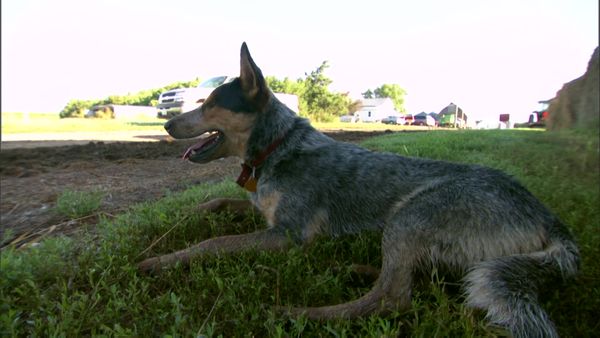 Dog Whisperer with Cesar Millan - Tire Terrors
