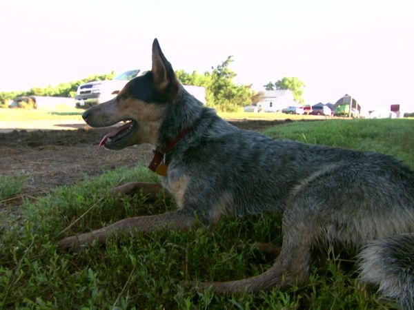 Dog Whisperer with Cesar Millan - Tire Terrors