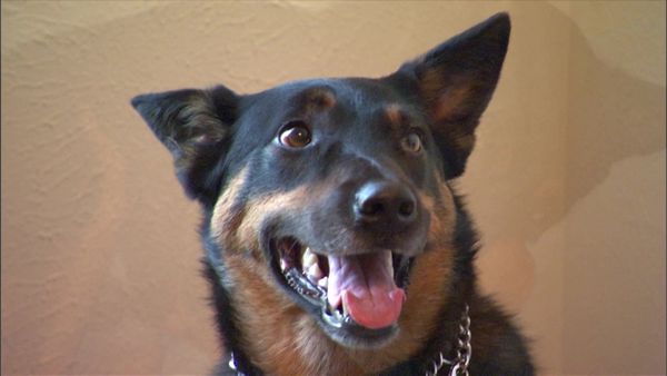 Dog Whisperer with Cesar Millan - Mad Maya