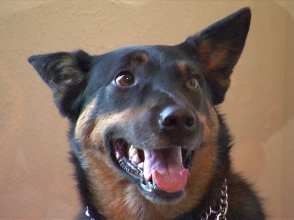 Dog Whisperer with Cesar Millan - Mad Maya