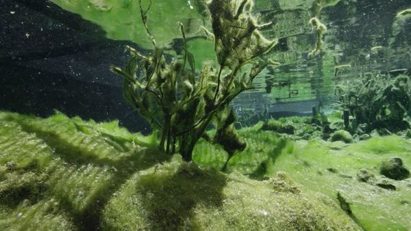 Underwater Wonders Of The National Parks - Devils Hole