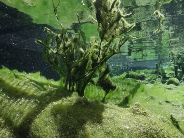 Underwater Wonders Of The National Parks - Devils Hole