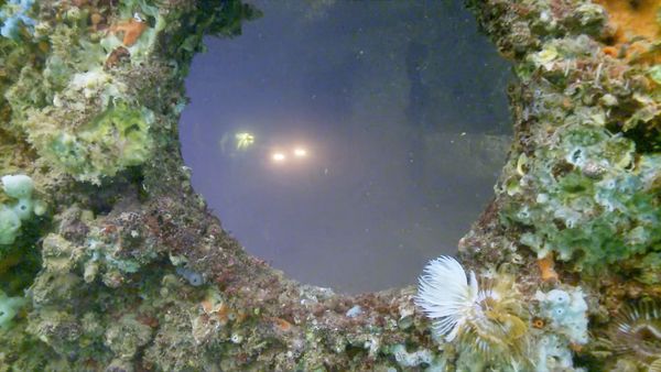 Underwater Wonders Of The National Parks - USS Arizona: Part 1