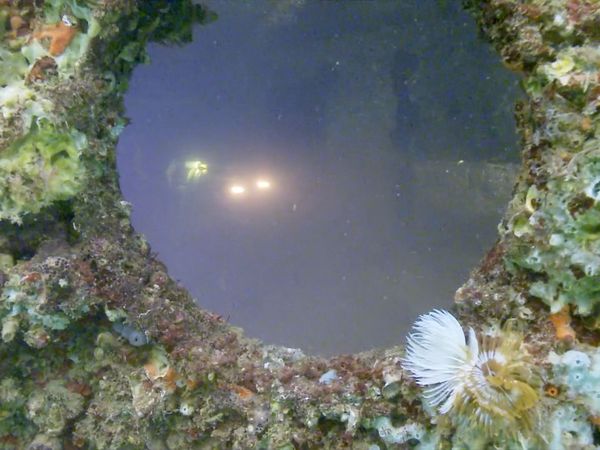 Underwater Wonders Of The National Parks - USS Arizona: Part 1