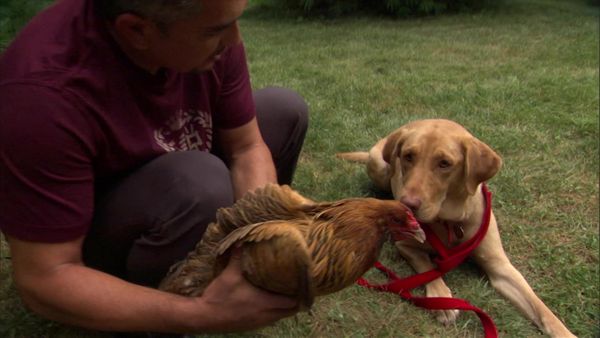 Dog Whisperer with Cesar Millan - Gracie & Me