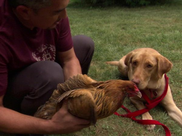 Dog Whisperer with Cesar Millan - Gracie & Me