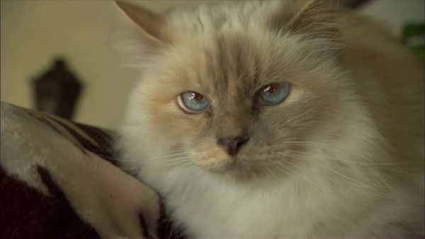 Dog Whisperer with Cesar Millan - Bad Candy
