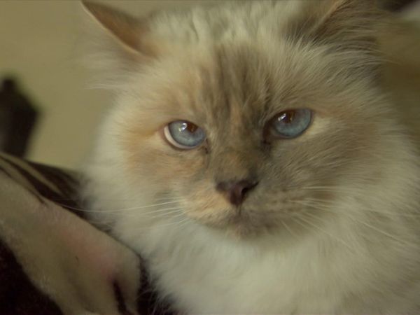 Dog Whisperer with Cesar Millan - Bad Candy