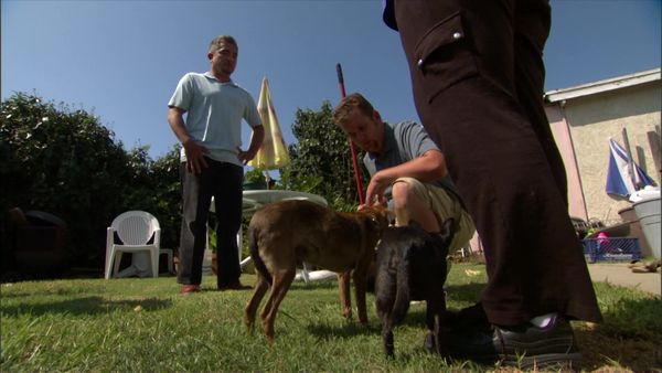 Dog Whisperer with Cesar Millan - Monster Mastiff