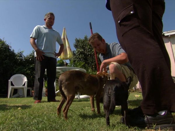 Dog Whisperer with Cesar Millan - Monster Mastiff