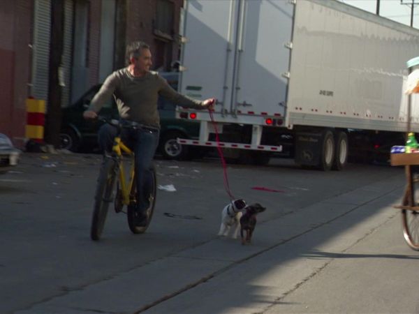 Dog Whisperer with Cesar Millan - Not So Goodfellas