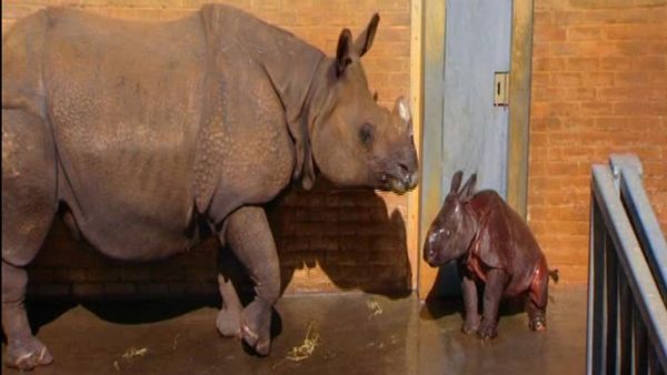 Nature's miracle babies - Episode 1