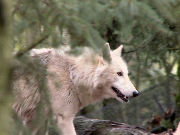 Armería de Animales - Dientes y garras