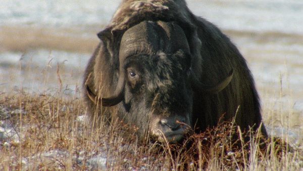 Armería de Animales - Eyección y olor
