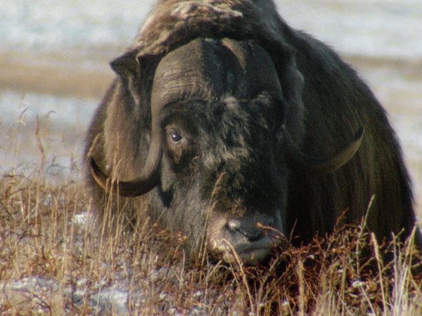 Armería de Animales - Eyección y olor