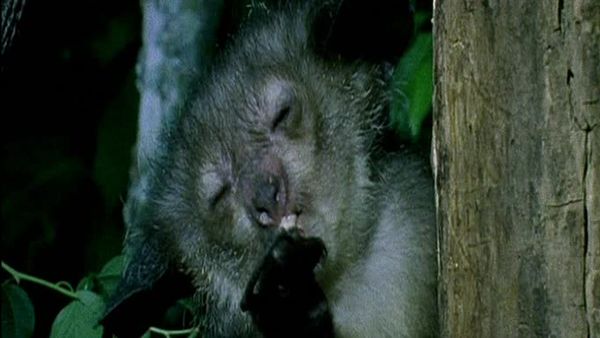 Nature's miracle babies - Episode 3