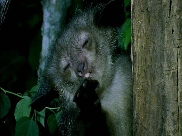 Nature's miracle babies - Episode 3
