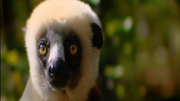 Nature's miracle babies - Episode 4