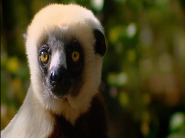 Nature's miracle babies - Episode 4