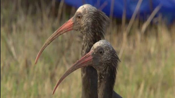 Nature's miracle babies - Episode 5