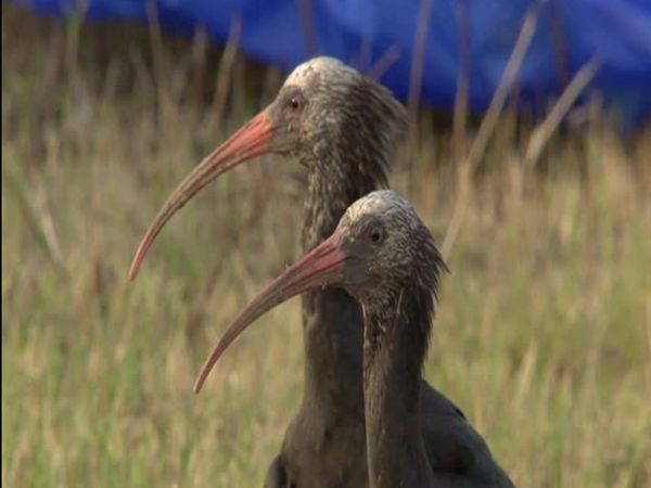 Nature's miracle babies - Episode 5