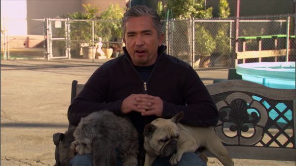 Dog Whisperer with Cesar Millan - Saving Cesar