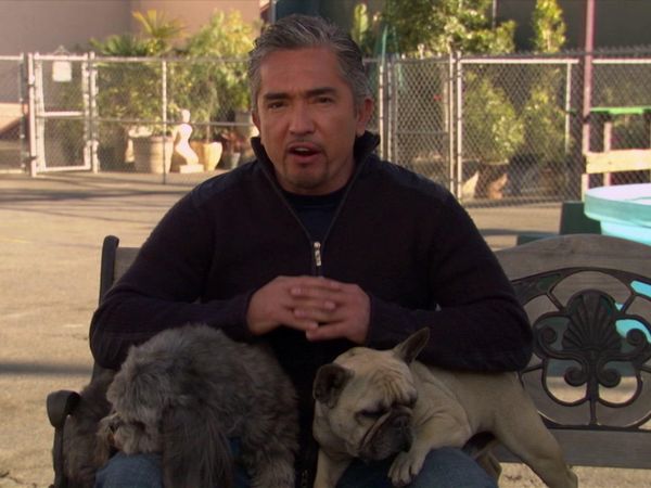 Dog Whisperer with Cesar Millan - Saving Cesar