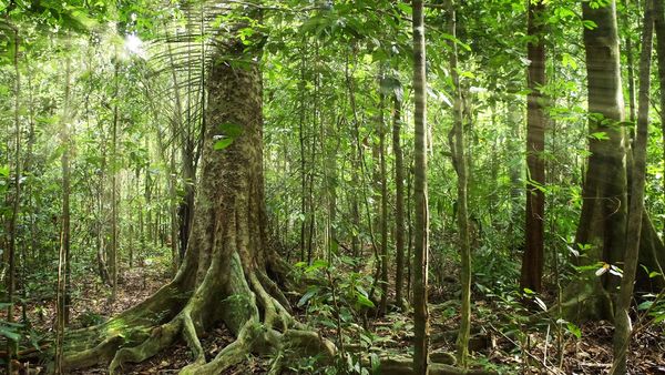 Wild Ones 3: Mundo de lo salvaje - Reforestación amazónica