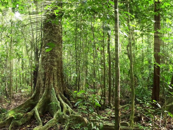 Wild Ones 3: Mundo de lo salvaje - Reforestación amazónica