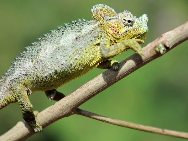 Wild Ones 3: Mundo de lo salvaje - Madagascar