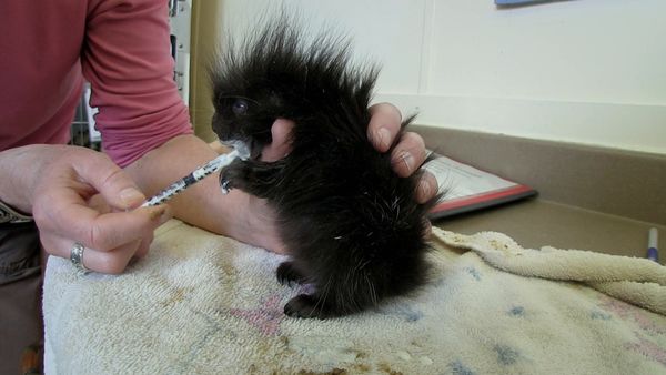 Hope for Wildlife - A Very Precious Thing