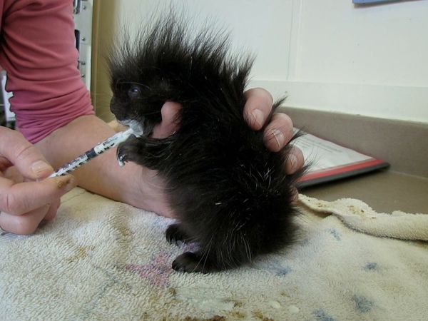 Hope for Wildlife - A Very Precious Thing