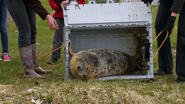 Hope for Wildlife - You Otter Know