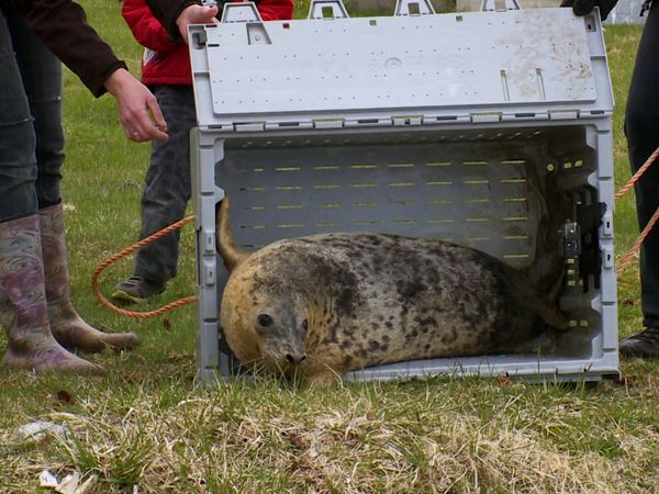 Hope for Wildlife - You Otter Know