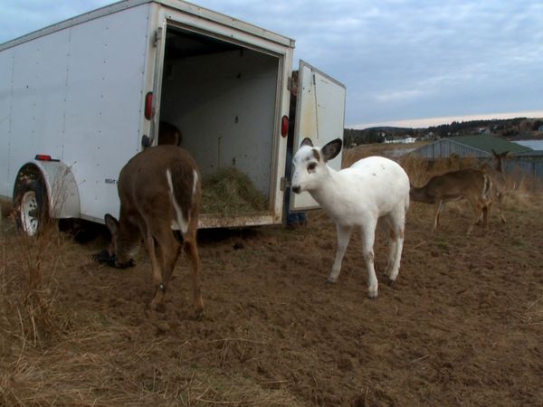 Hope for Wildlife - Ghost On A Wing