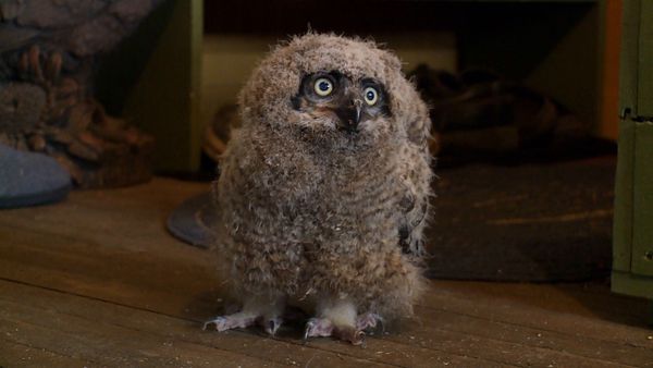 Hope for Wildlife - Owl Be There