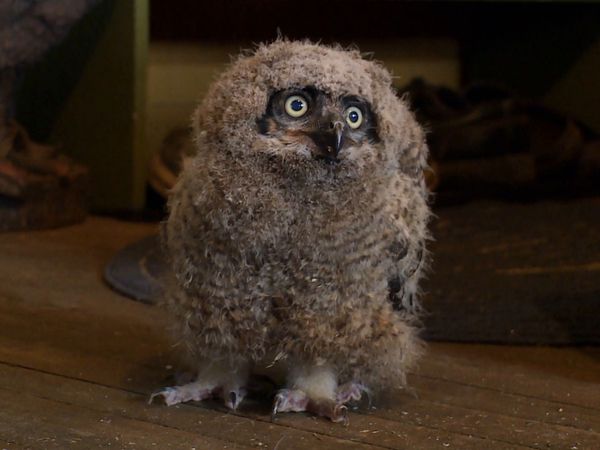 Hope for Wildlife - Owl Be There