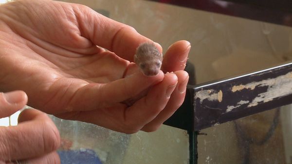 Hope for Wildlife - Any Mom Will Do