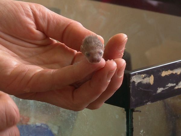 Hope for Wildlife - Any Mom Will Do