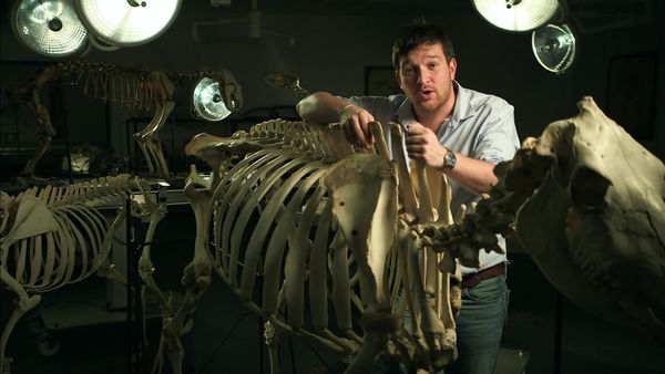 Secrets of Bones - The Wonder Material