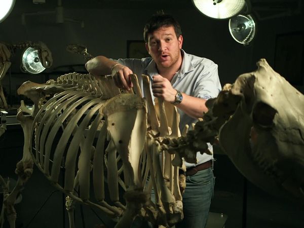 Secrets of Bones - The Wonder Material
